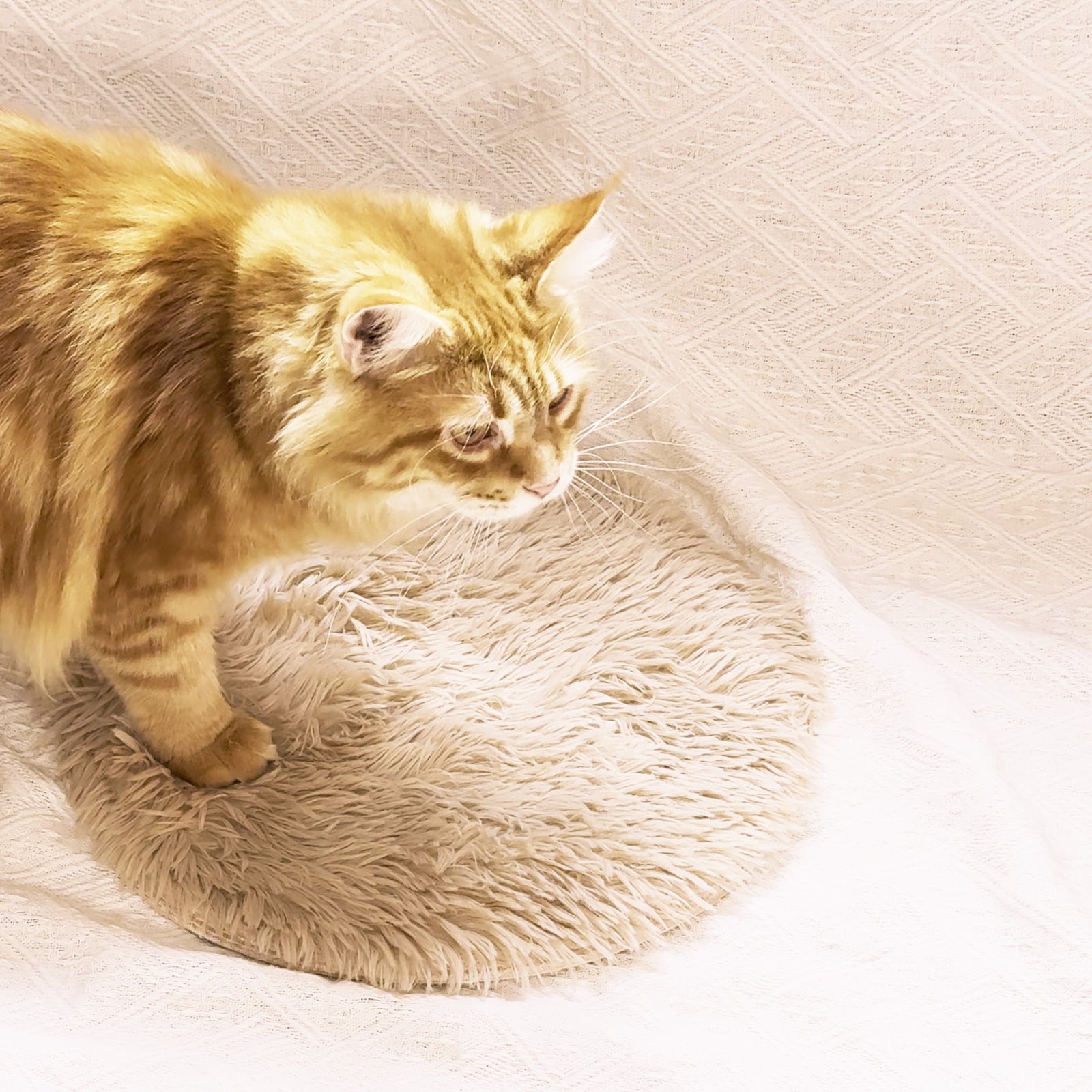 Ginger cat settling onto the Holmere heated donut bed