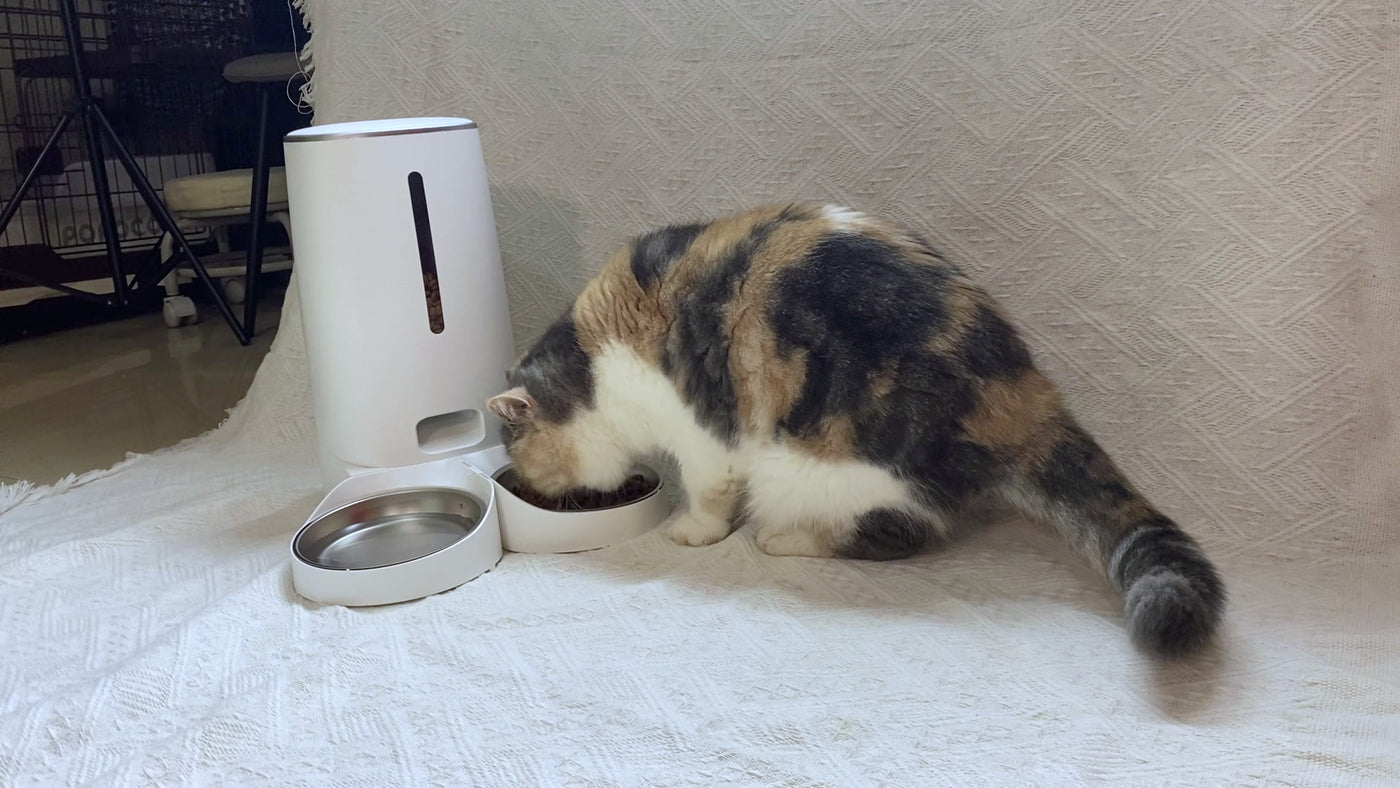 A calico cat eating from the Holmere automatic feeder