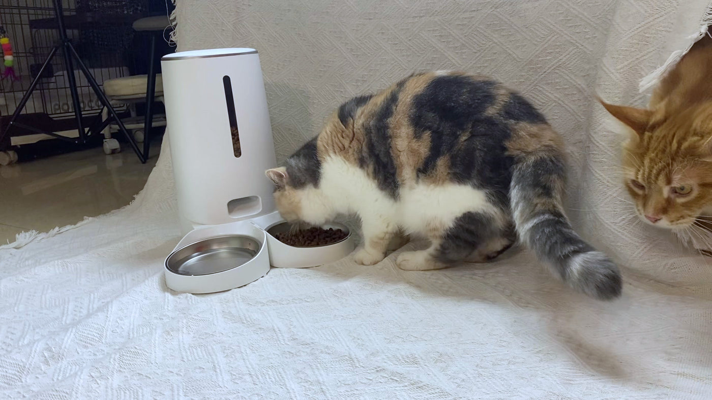 Two cats at the Holmere automatic feeder at feeding time
